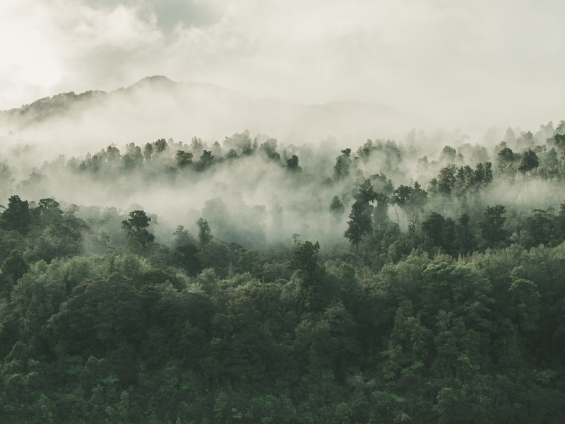 Cos'è l'imballaggio biodegradabile?Come funziona, definizione e vantaggi