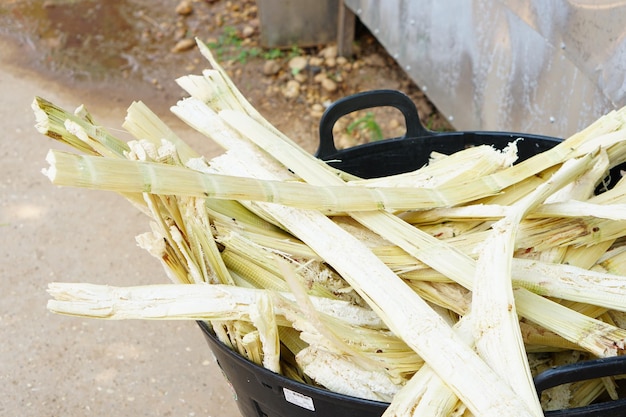 resti-di-canna-da-zucchero-spremuti_35691-1421