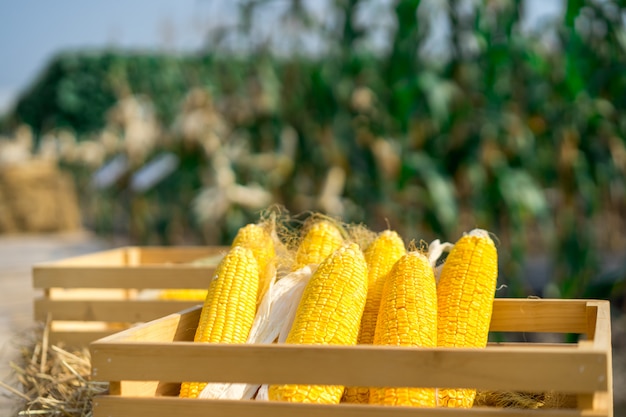 Stoviglie biodegradabili a base di amido di mais e la storia dietro